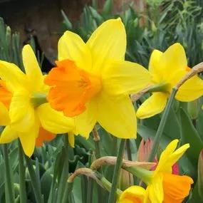 Fortune Daffodil (Narcissus Fortune) Img 3